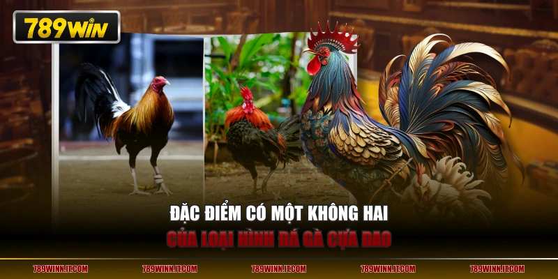 Đặc điểm có một không hai của loại hình đá gà cựa dao